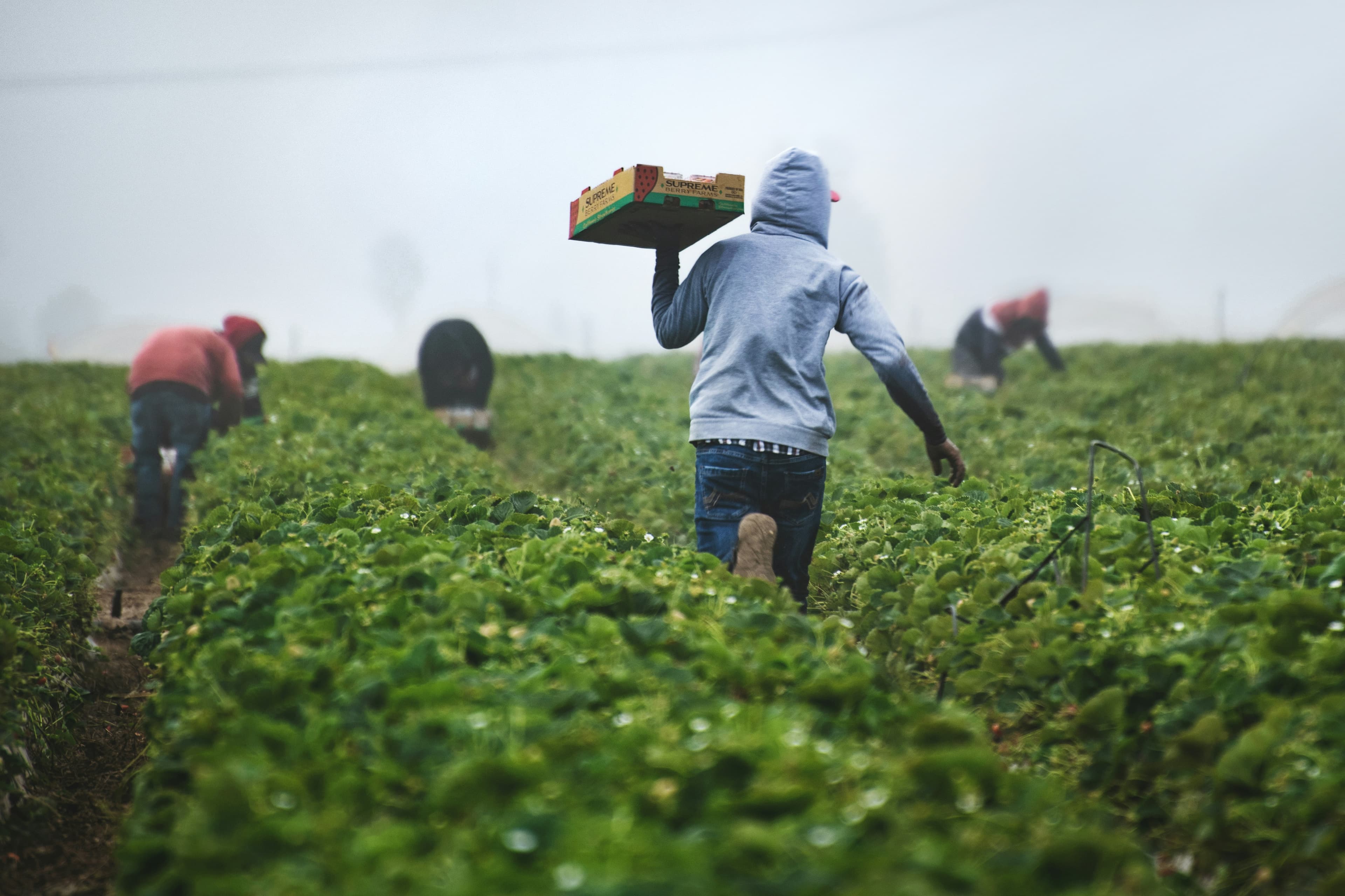 Sustainable Agriculture and Forestry